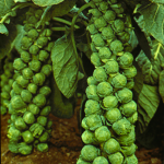 Brussels sprouts burn fat