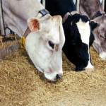 cow eating grain
