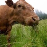 grass eating cow
