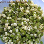 Sprouted Mung lentils burn fat